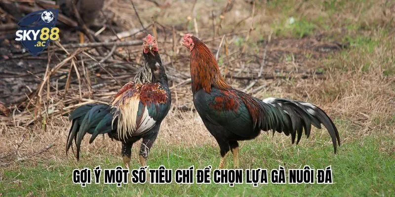 Gợi ý một số tiêu chí để chọn lựa gà nuôi đá